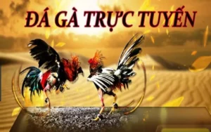 Bí Kíp Chơi Đá Gà WS168 Tại XIN88 Dễ Thắng Nhất 2025